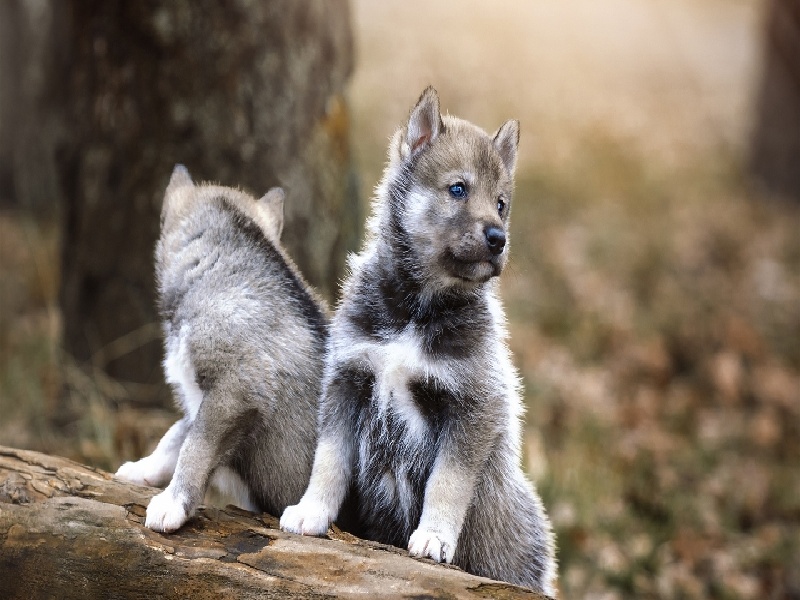 试管空腹血糖98(试管移植苏州医保)